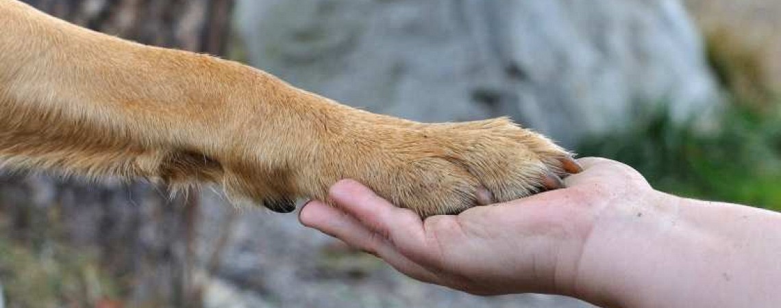 Gib dem Menschen einen Hund und seine Seele wird gesund.